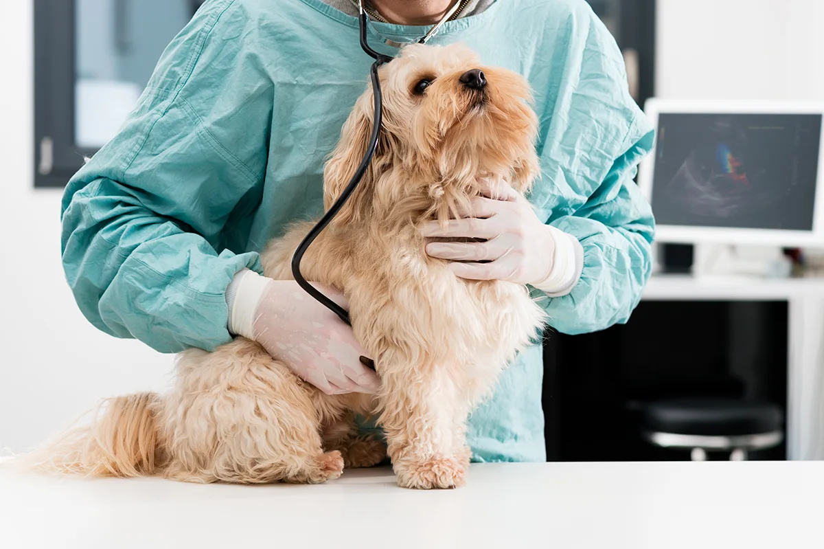 chien-peur-du-vétérinaire