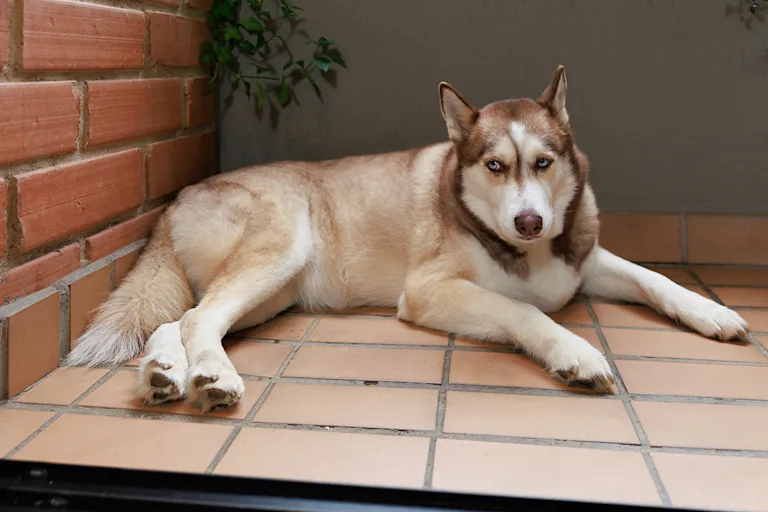 mon-chien-glisse-sur-du-carrelage