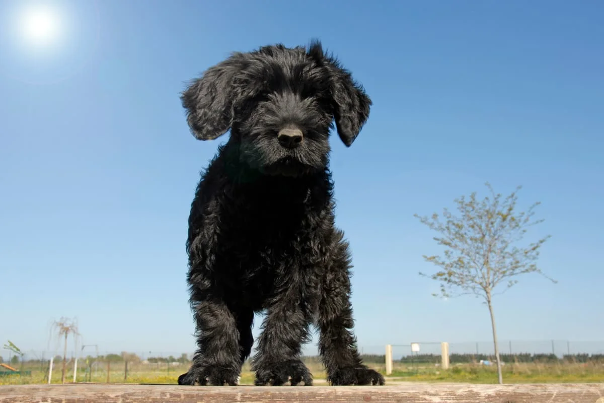 chien-berger-portugais