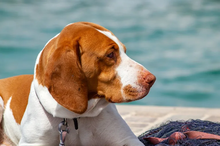 Braque Saint-Germain