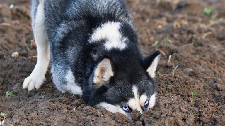 chien-fait-des-trous-dans-le-jardin
