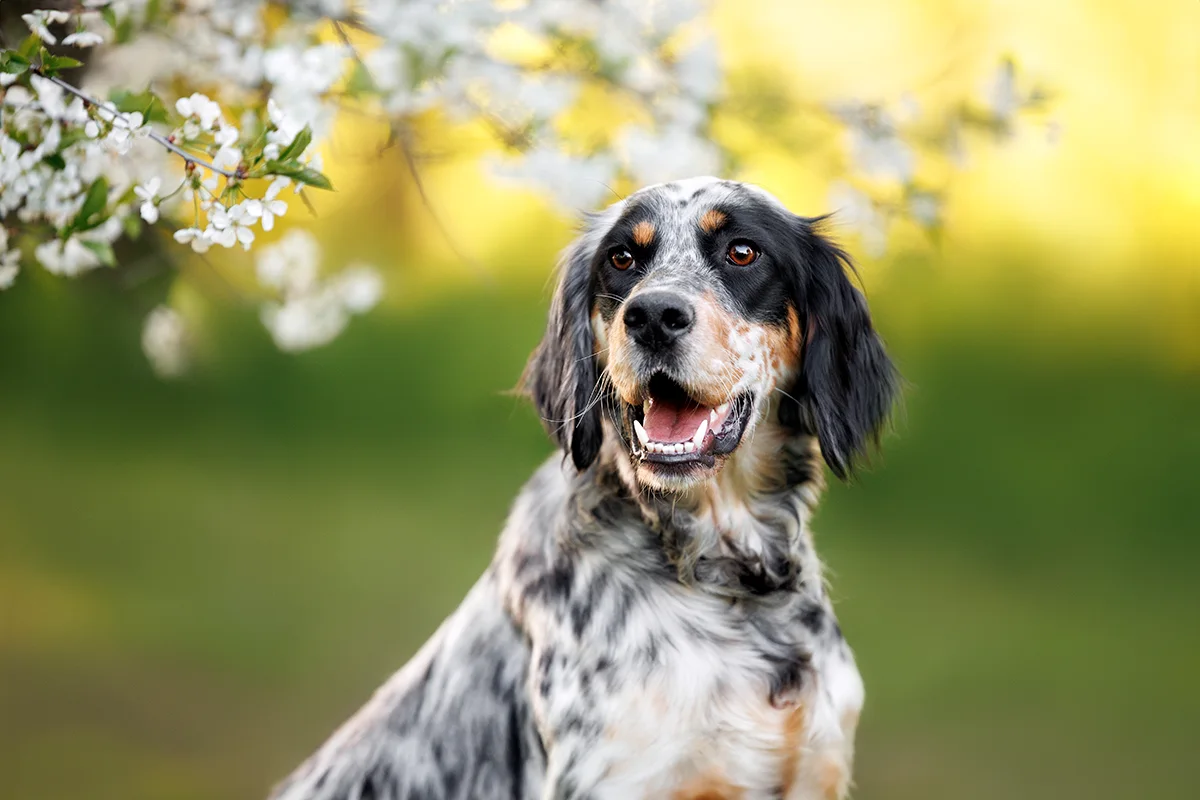 Le Setter Anglais, entre énergie et douceur