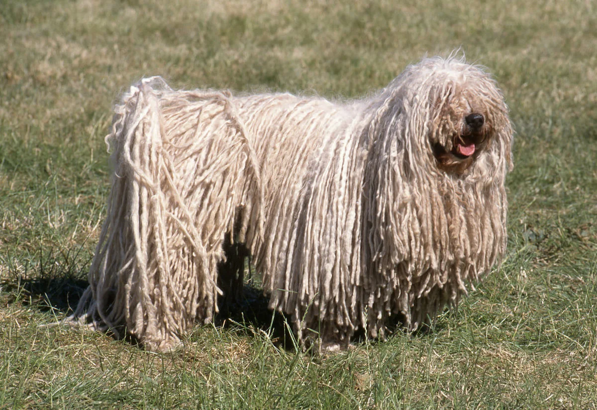 chien-puli