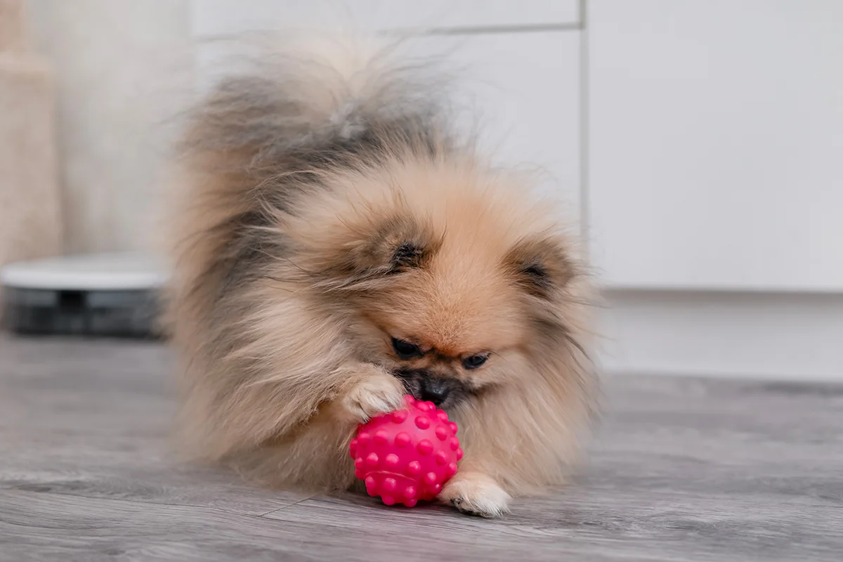 calmer-chiot-hyperactif