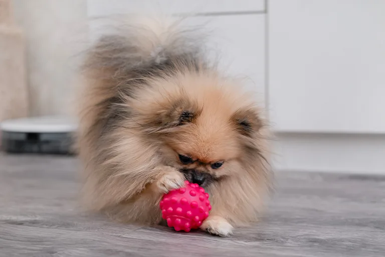 calmer-chiot-hyperactif