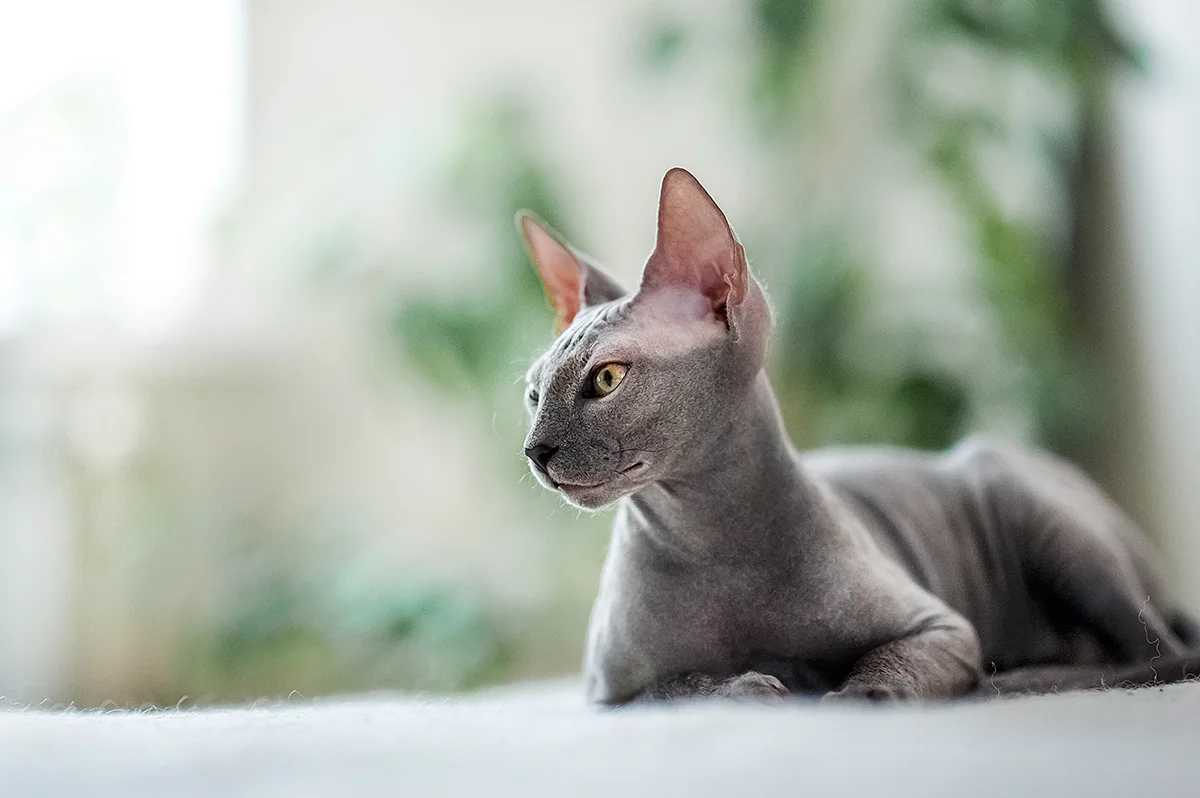 les-chats-sans-poils-sphynx-lykoi-et-autres-races-fascinantes