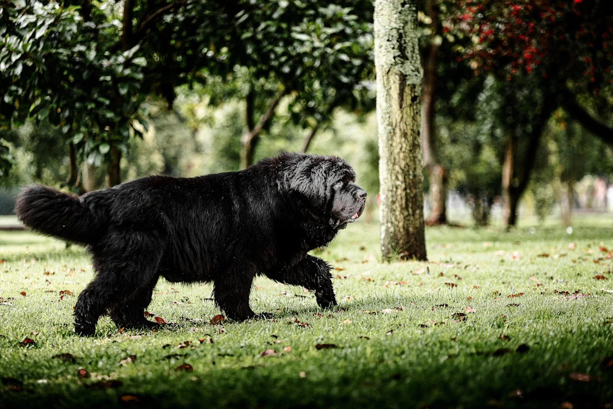 chien-newfoundland