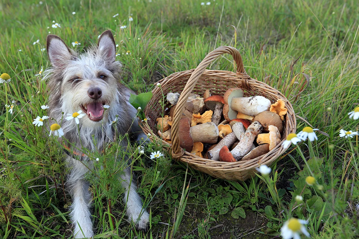 champignons-toxiques-chien