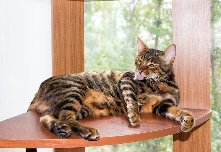 le-toyger-le-petit-tigre-qui-aime-le-canape