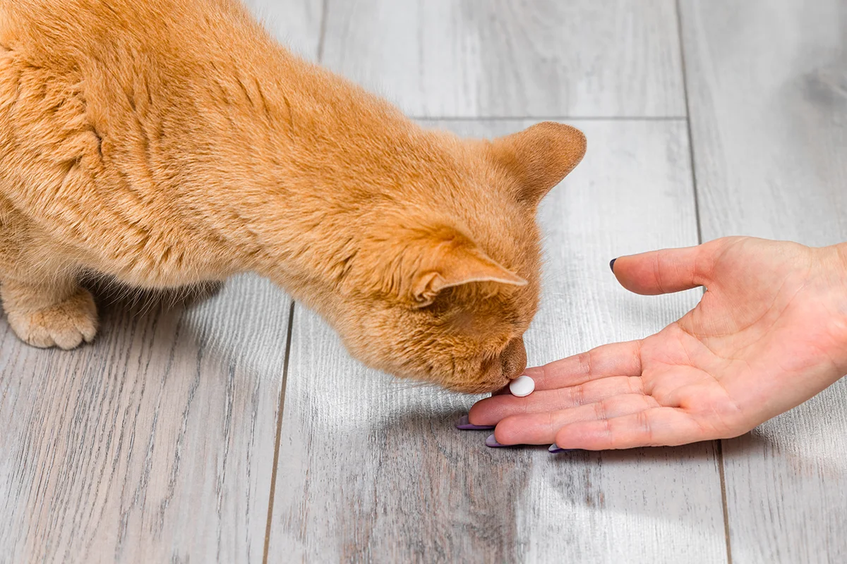 donner-un-medicament-a-son-chat