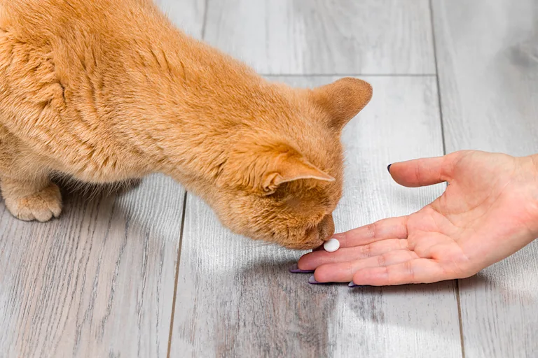donner-un-medicament-a-son-chat