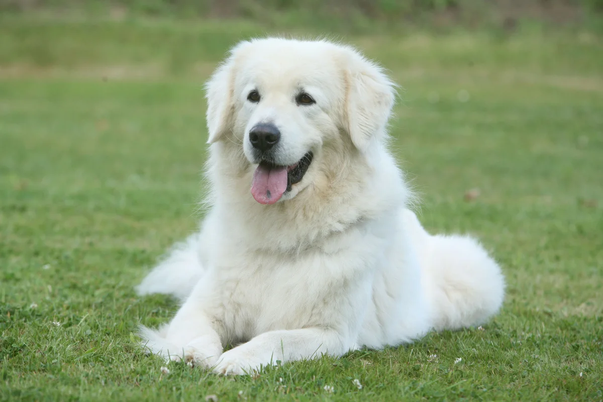 Berger Polonais de Podhale