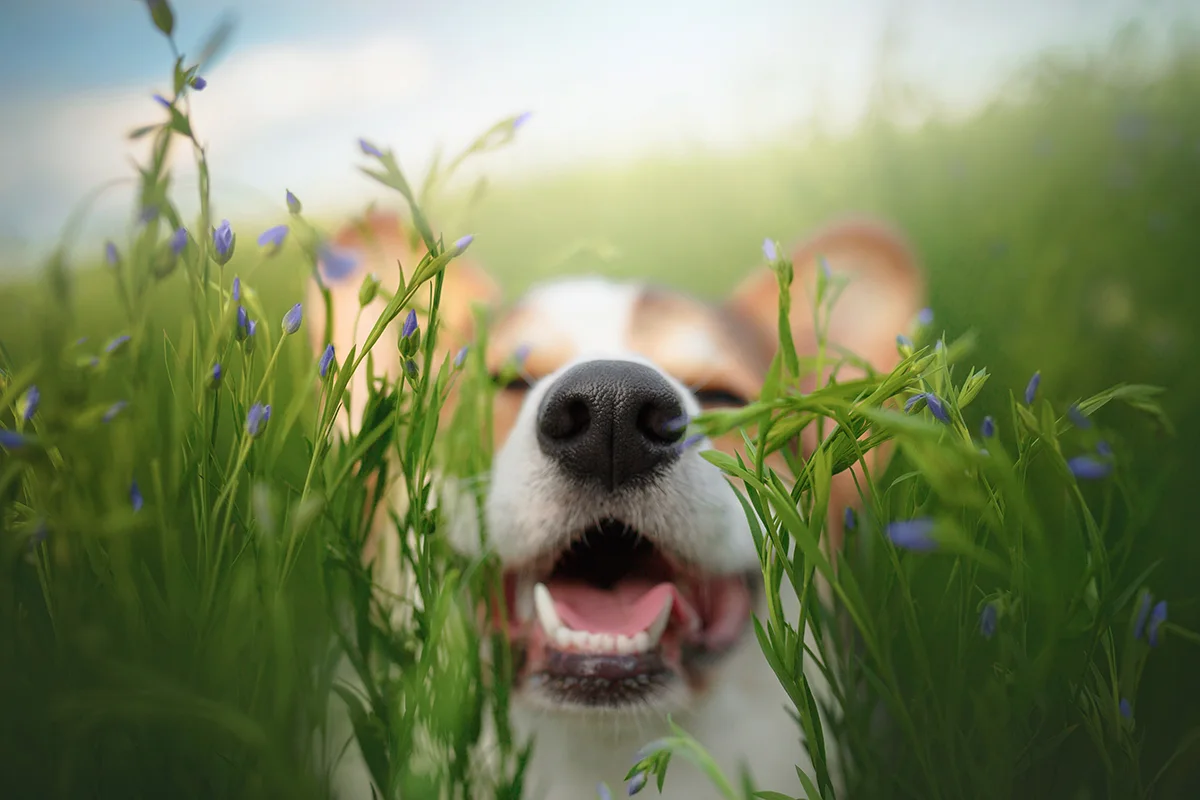 phytotherapie-chien