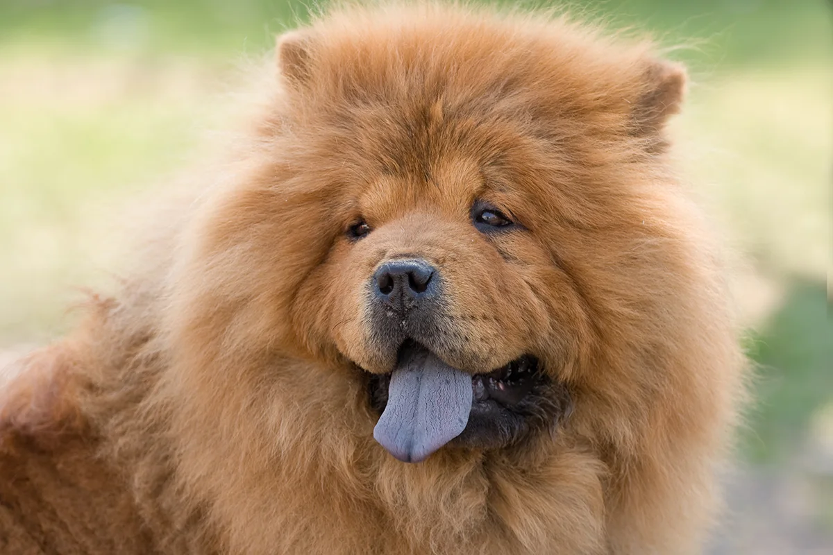 chowchow-langue-bleue
