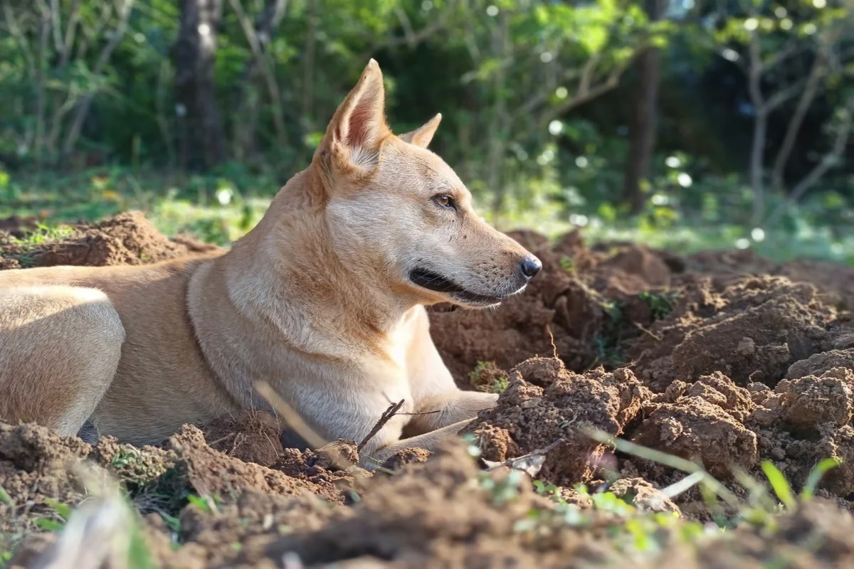 Chien de Canaan