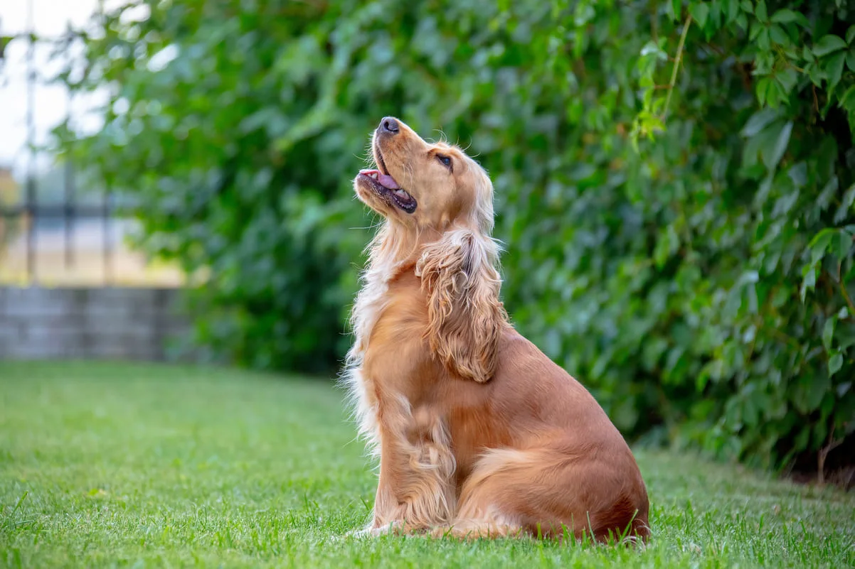 chien-cocker-americain
