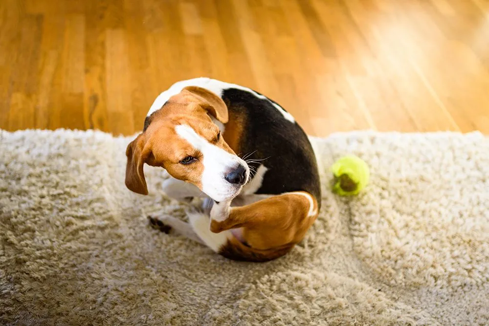 imagedogsbeagle-dog-scratching-itchyskinblog