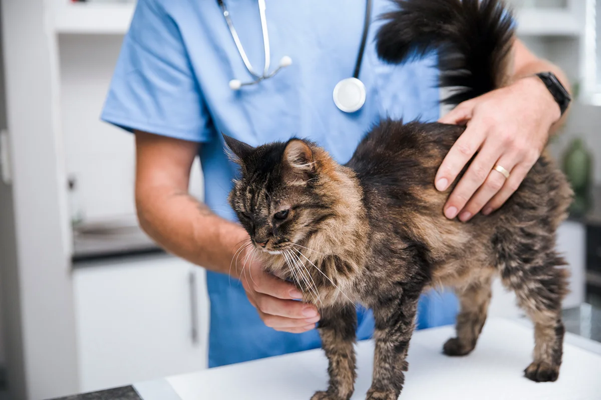 maladie-hereditaire-chat-test-adn