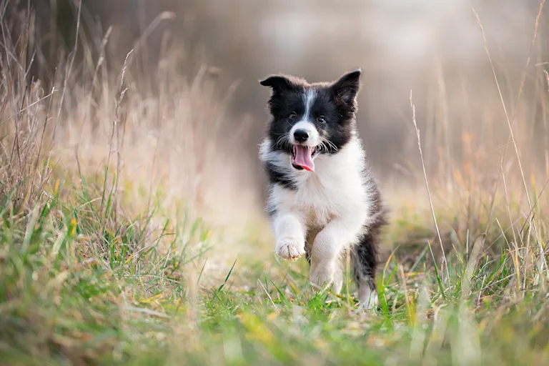 le-border-collie-intelligence-et-vivacite