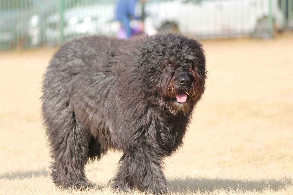 Le Bouvier des Flandres