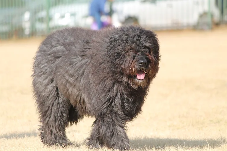 Le Bouvier des Flandres