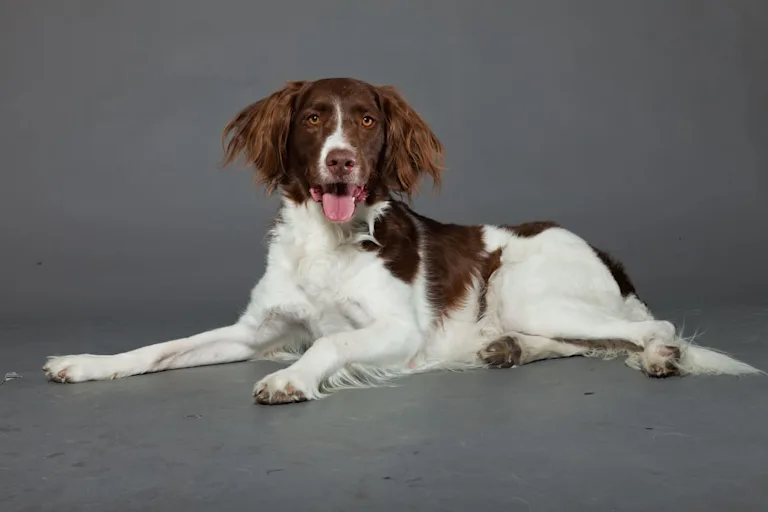 chien-epagneul-perdrix-de-drente