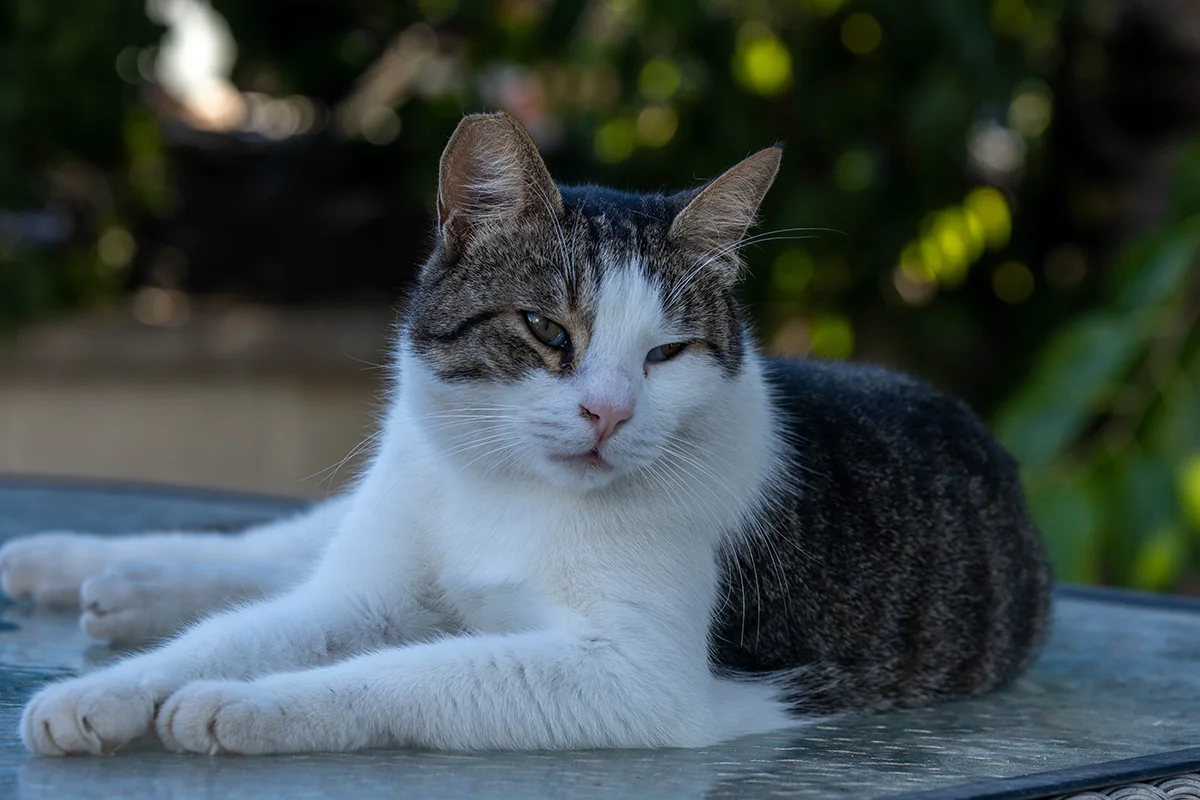 chat-oreilles-chaude