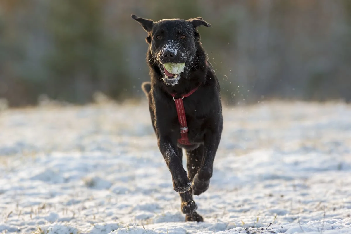 chien-de-berger-de-majorque