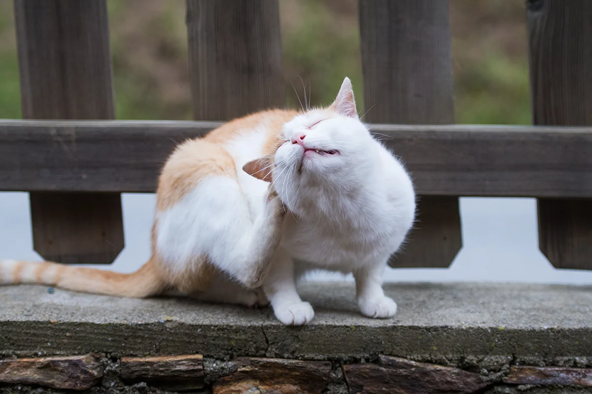 aoutat-chat
