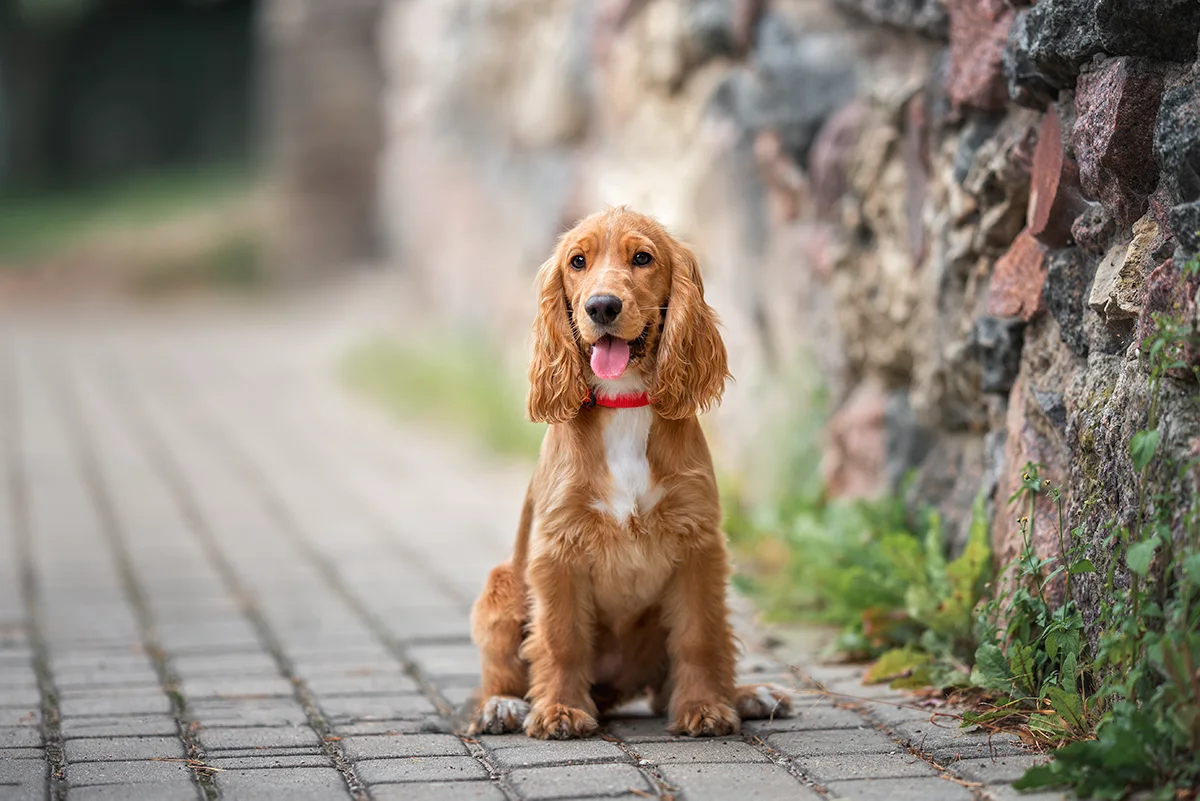 Le Cocker Anglais, un chien de conte de fée