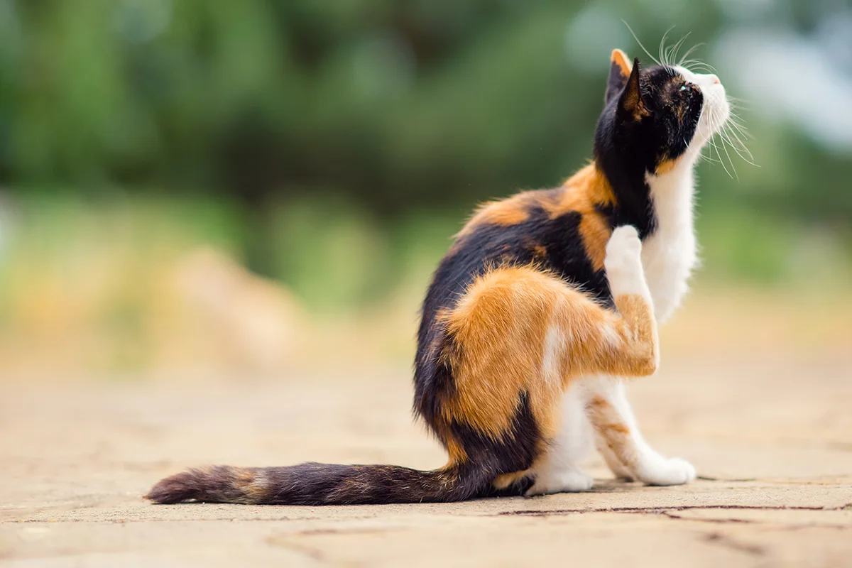 allergies-saisonnieres-chat