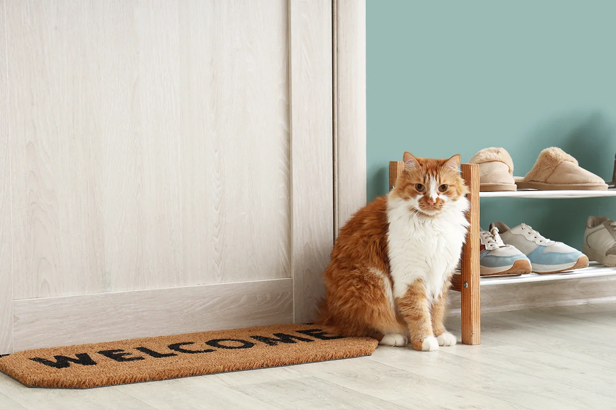 savoir-chat-heureux-en-appartement