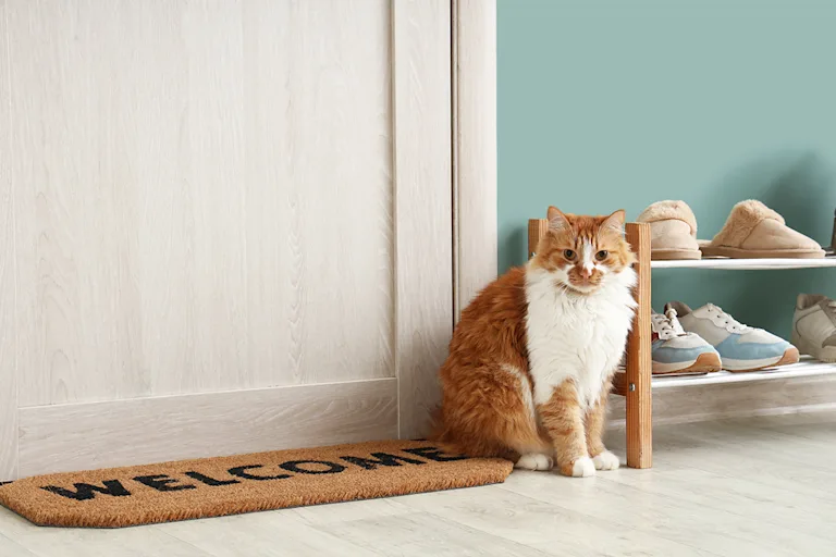 savoir-chat-heureux-en-appartement