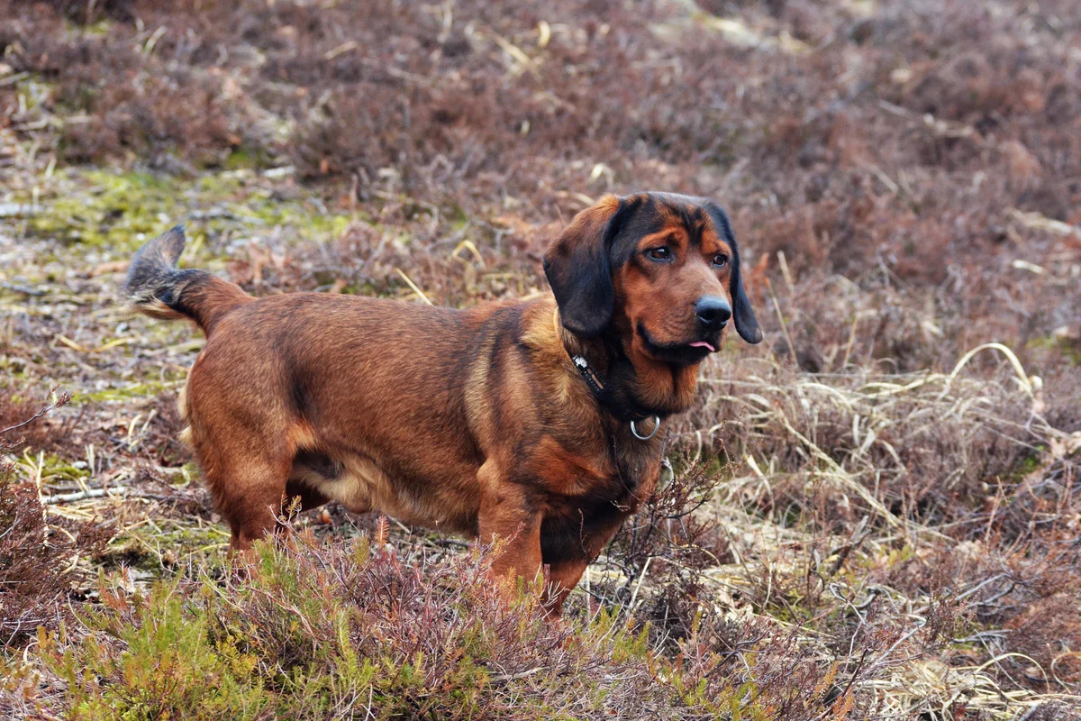 chien-basset-des-alpes