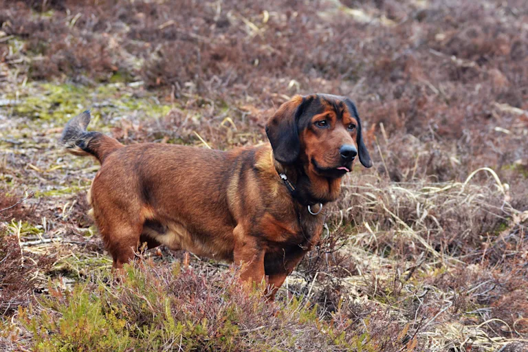 chien-basset-des-alpes
