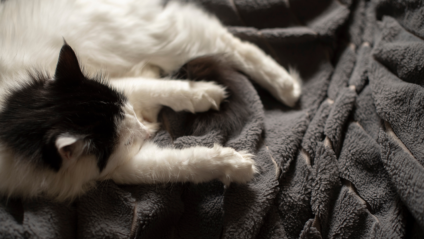 Chat qui patoune : pourquoi il pétrit avec ses pattes ? | Figo
