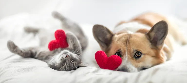 saint-valentin-chien-chat