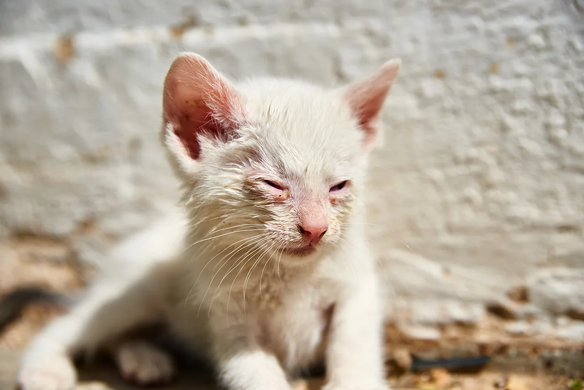 chaton-yeux-colles