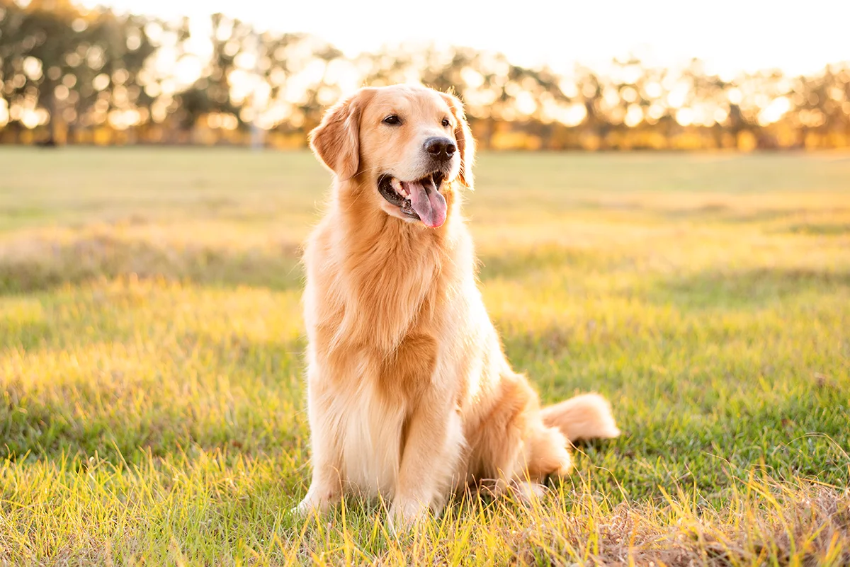 Le Golden Retriever douceur et intelligence