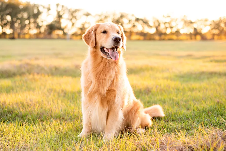 le-golden-retriever-douceur-et-intelligence