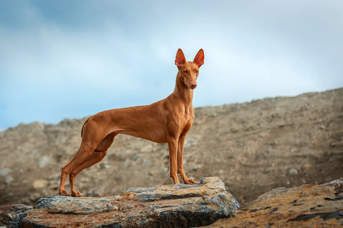 chien-du-pharaon