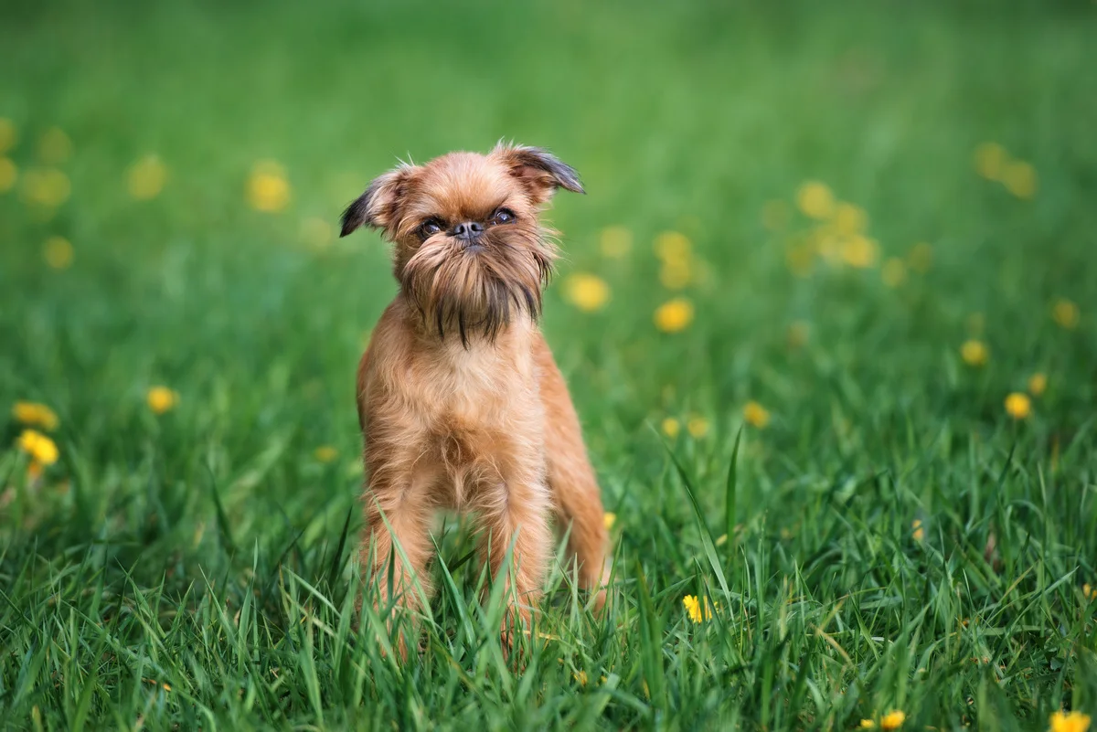 chien-griffon-bruxellois
