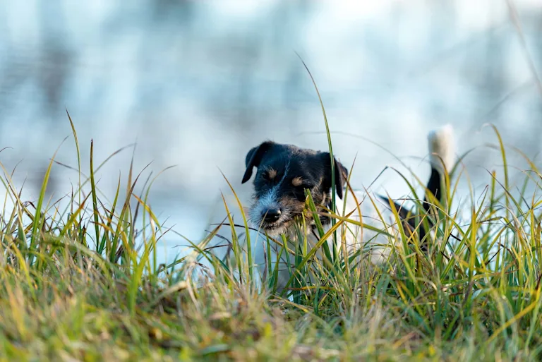 chien-mange-herbe