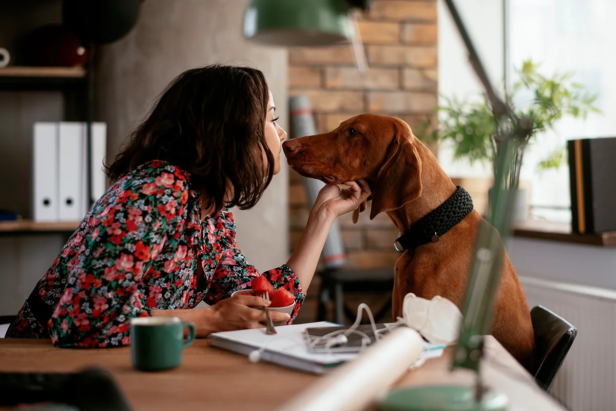 chien-au-bureau