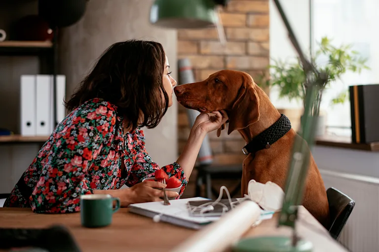 chien-au-bureau