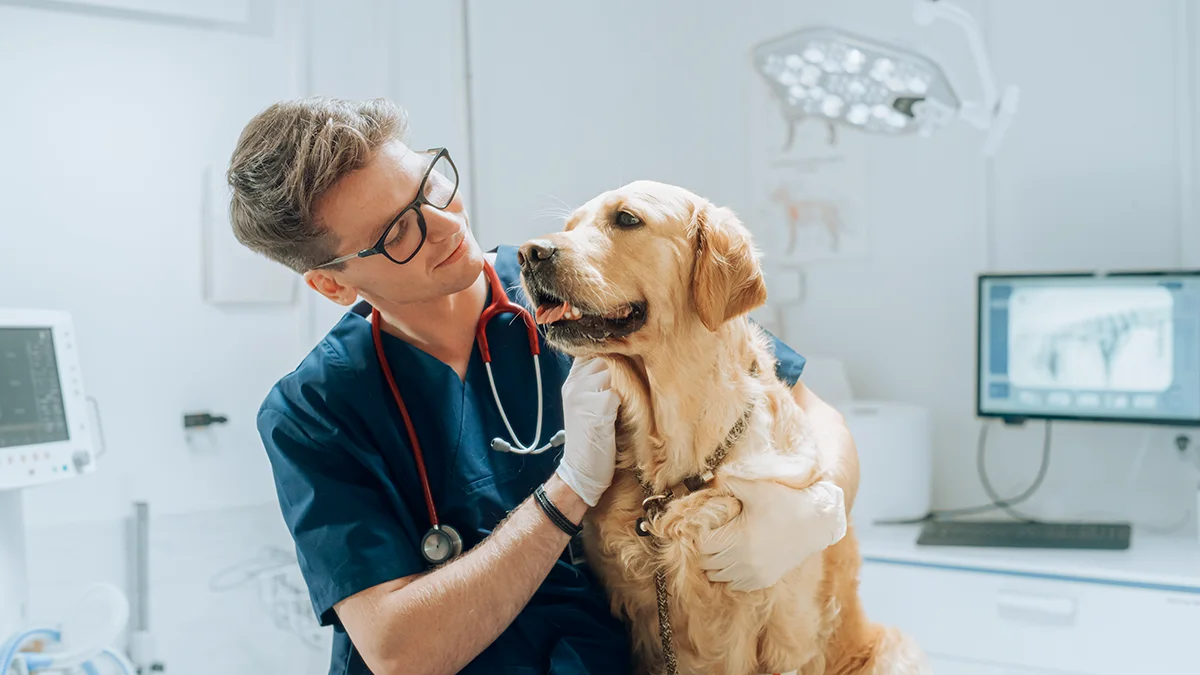 la-rage-chez-le-chien-causes-symptomes-et-traitement