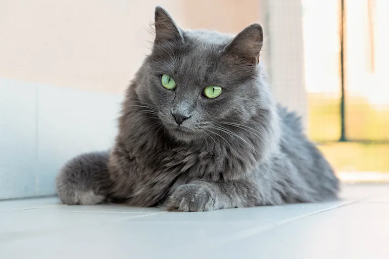 le-nebelung-le-felin-secret-mais-fidele