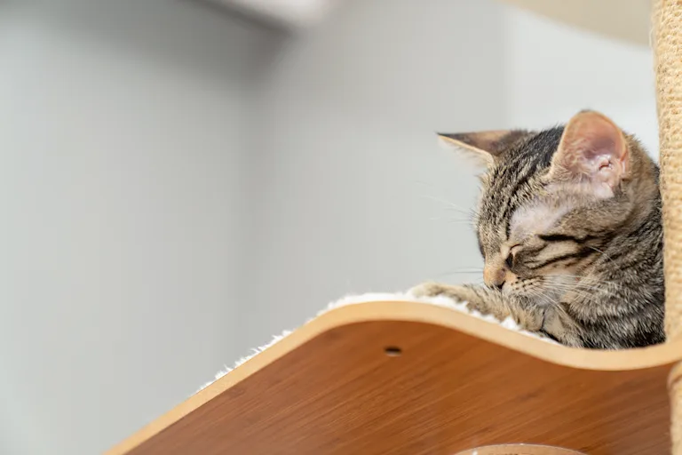 la-rickettsiose-chez-le-chat-causes-symptomes-et-traitement