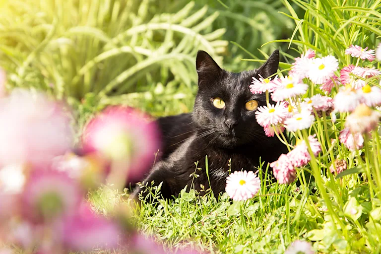 proteger-chat-en-ete