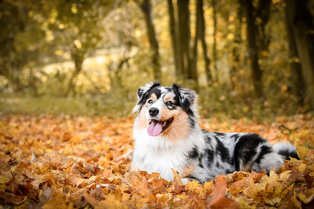 chien-berger-australien-intelligent-polyvalent